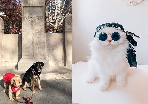 A picture of The pet dogs and cat of Kate Walsh.